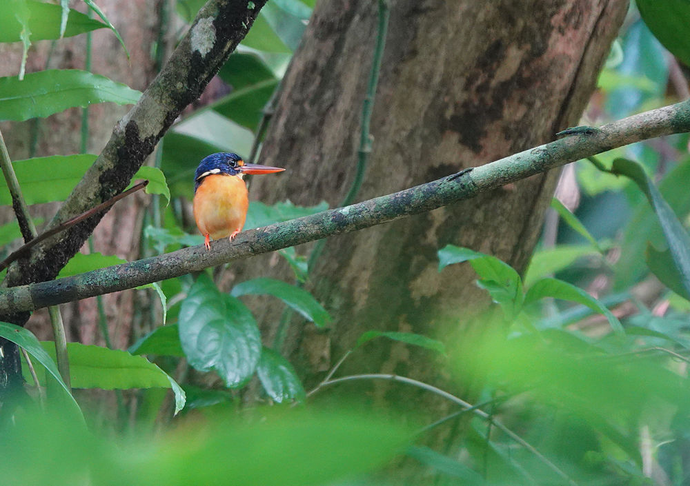New Britain Dwarf Kingfisher (C) Max Breckenridge